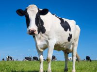 Portrait of black and white cow with blue sky