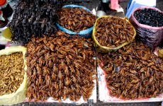 Fried insects, street food at Central Market of Cambodia