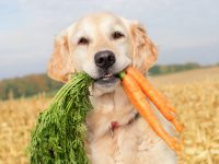 Golden Retriever holding carrots